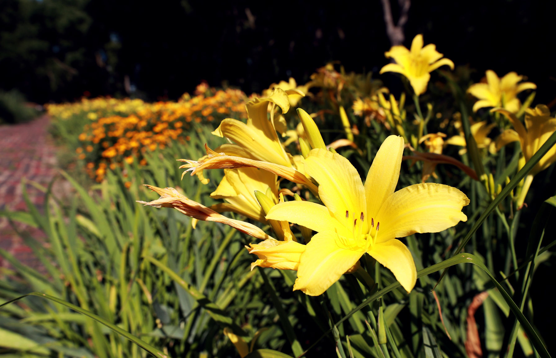 072719_StolleyGarden003_bjs.JPG
